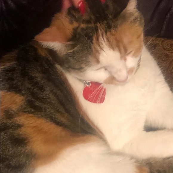 Meet your Posher, Rano - Picture 1 of 1